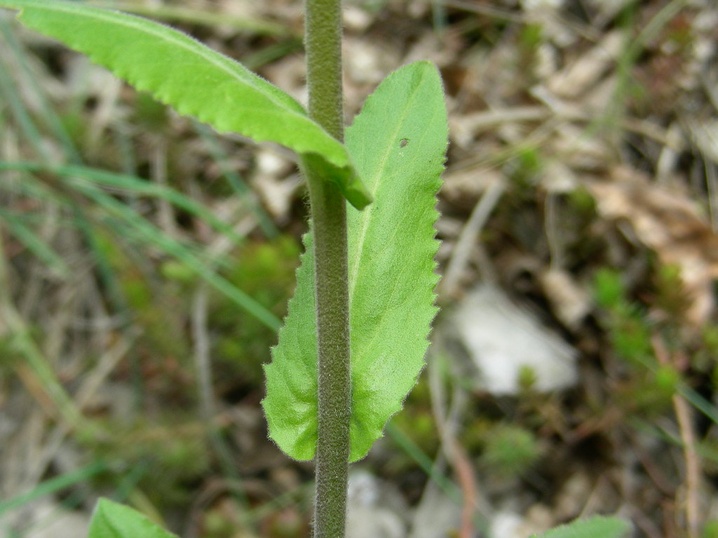 Arabis turrita